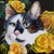 Hercules by Claudia Griesbach-Martucci | Oil Painting of a cat surrounded by yellow roses For Sale