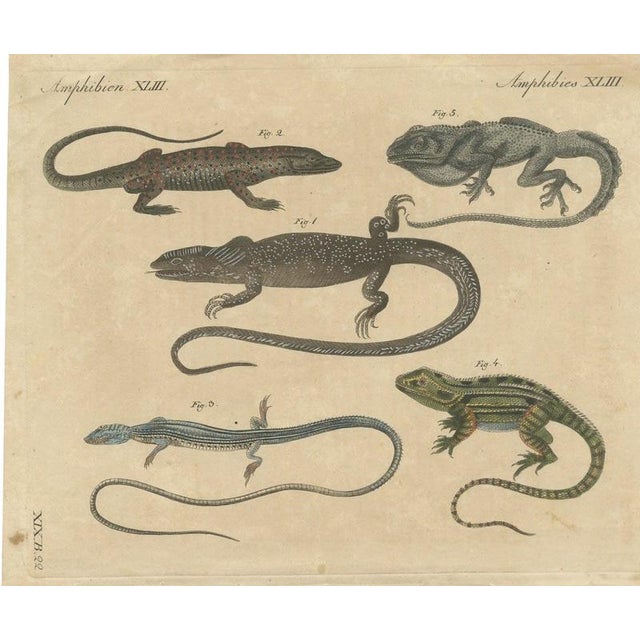 Bertuch, Five Exotic Lizards, 1820, Print For Sale - Image 12 of 12