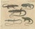Bertuch, Five Exotic Lizards, 1820, Print For Sale - Image 12 of 12