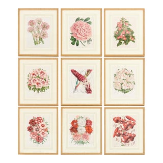 Set of Nine Botanical Lithograph Prints After Louis Van Houtte For Sale