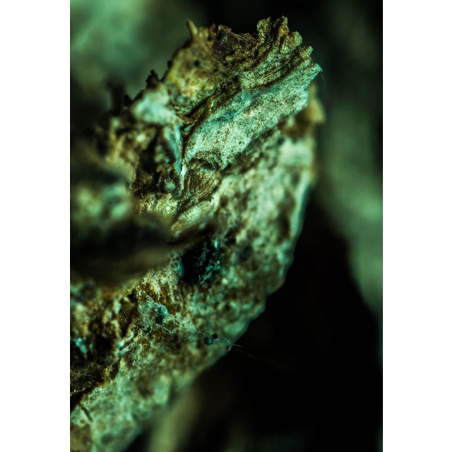 Macro photography - Giclée print on archival Hahnemühle paper 308 gsm Finest Quality - Archival properties with lasting up...