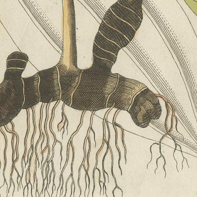Bertuch, Cassia Cinnamon and Galangal Spices, 1805, Print For Sale - Image 4 of 12