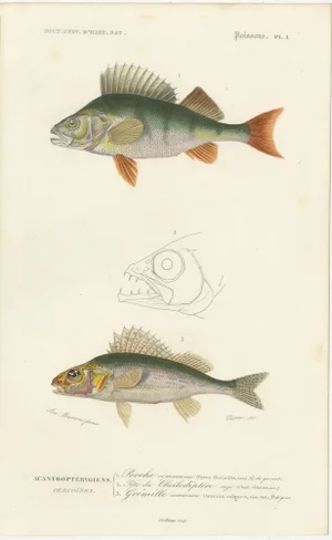 Various Fish Species, 1861, Handcolored Prints, Set of 9