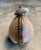Gemstone Marguerite Stix Shell Minaudiere with a Pearl and Cabochon Ruby Clasp circa 1965 For Sale - Image 7 of 11