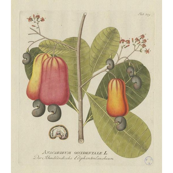 Antique botany print titled 'Anacardium Occidentale'. Hand colored engraving of a cashew tree. This print originates from...