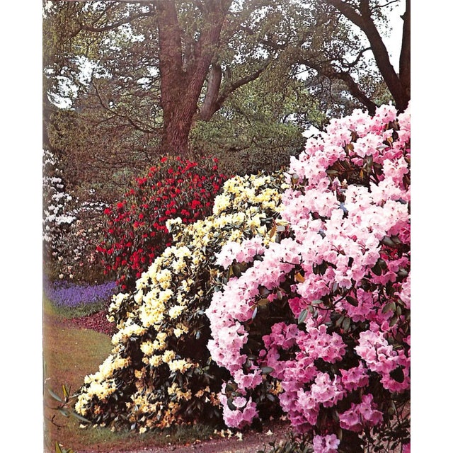1960s "The Rothschild Rhododendrons: A Record of the Gardens at Exbury" 1967 Phillips, c.e. & Barber, Peter N. For Sale - Image 5 of 12