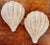 Modern Murano Glass Shell Form Sconces - a Pair For Sale - Image 9 of 9
