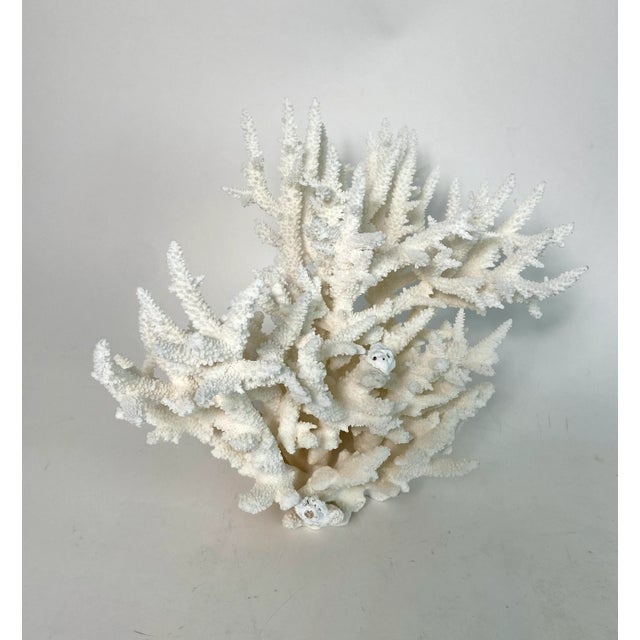 Late 20th Century Rare Natural Staghorn Coral Specimen For Sale - Image 5 of 6