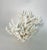 Late 20th Century Rare Natural Staghorn Coral Specimen For Sale - Image 5 of 6