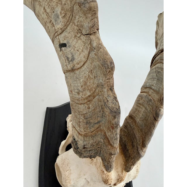 Rustic European German Steinbok Wild Goat Horns For Sale - Image 3 of 8