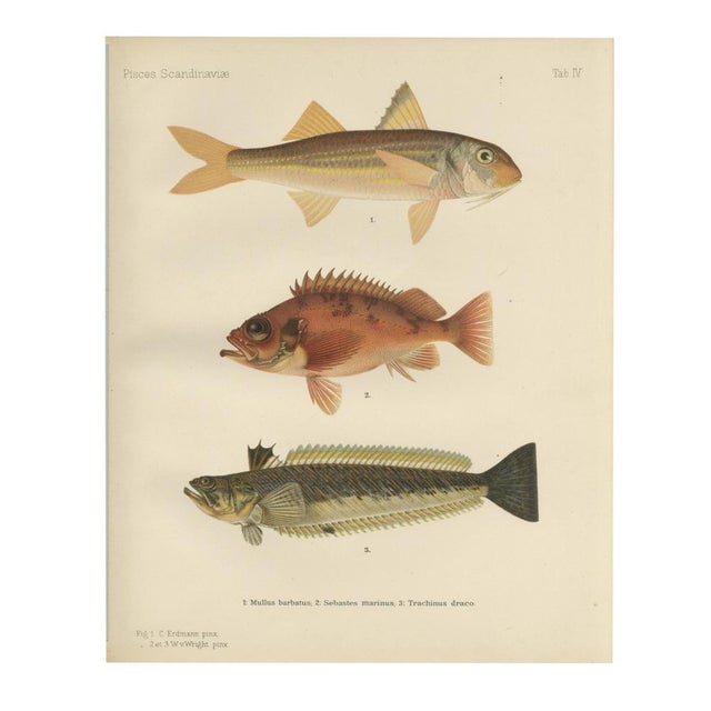 Red Mullet, Norway Redfish, and Greater Weever - Vibrant Fish Lithography, 1895 For Sale - Image 3 of 7