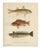 Red Mullet, Norway Redfish, and Greater Weever - Vibrant Fish Lithography, 1895 For Sale - Image 3 of 7