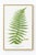 An arching green fern unfolds across a soft white background in this botanical art print. Slender, finely divided leaflets...