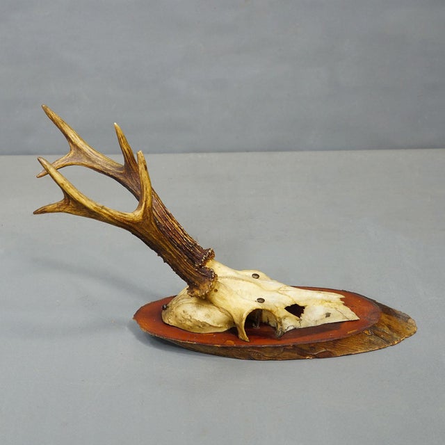 Rustic European Set of Six Roe Deer Trophies on Wooden Slices Germany Ca. 1960s For Sale - Image 3 of 7