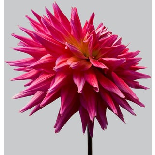 Philip Gatward, Dahlia 10, Archival Pigment Print For Sale