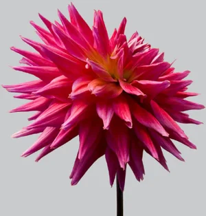 Philip Gatward, Dahlia 10, Archival Pigment Print
