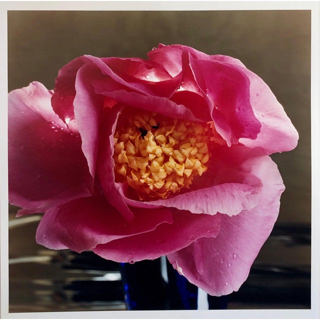 Peter C. Jones 1, A Bientot, Large Format Flower Photo 24X20 Color Photograph Beach House, 2004 For Sale