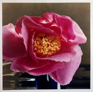 Peter C. Jones 1, A Bientot, Large Format Flower Photo 24X20 Color Photograph Beach House, 2004