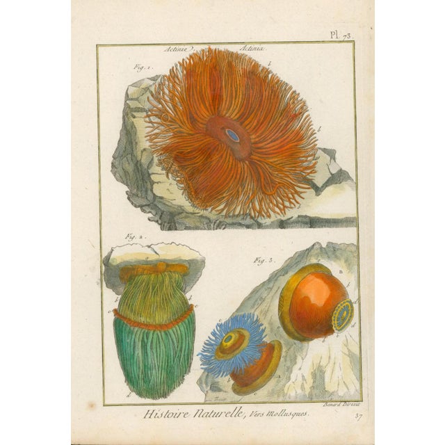 Original antique French natural-history plate, Plate 73, depicting colorful sea anemones and related marine forms....