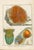 Original antique French natural-history plate, Plate 73, depicting colorful sea anemones and related marine forms....