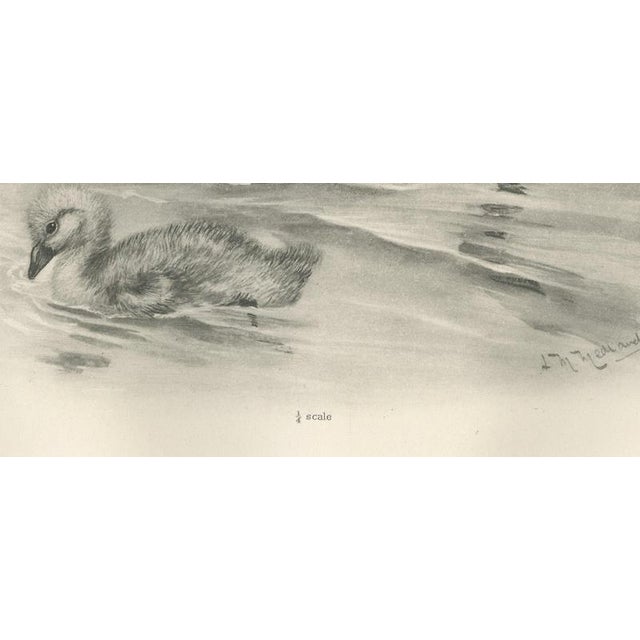 Early 20th Century After Lilian Medland, Mute Swan and Cygnet, 1909, Print For Sale - Image 5 of 9