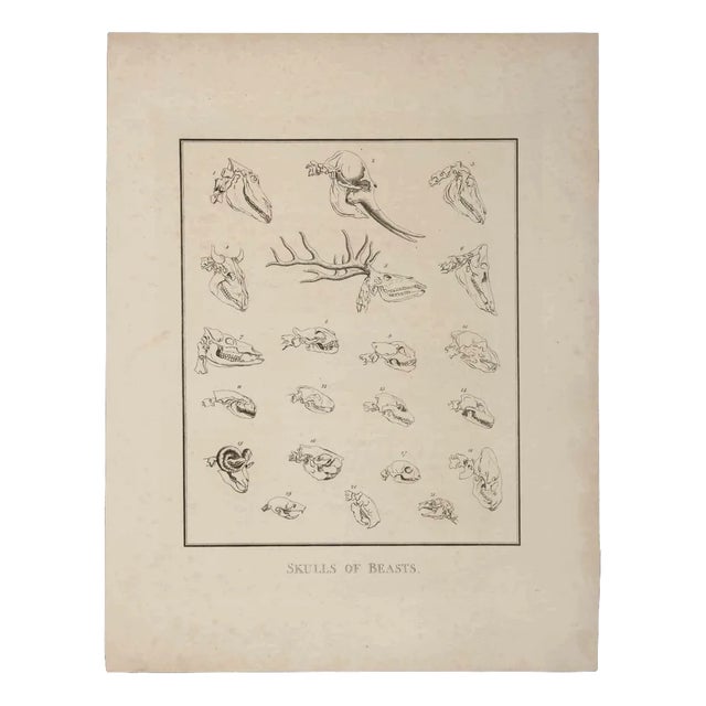 Thomas Holloway, Skulls of Beasts, Etching, 1810 For Sale