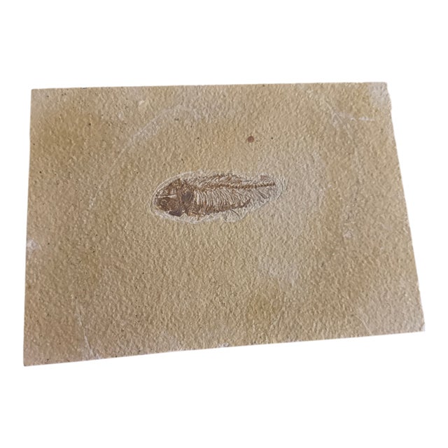 Fossil Plated Fish - Diplomystus - Preserved on a Limestone Slab For Sale