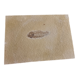 Fossil Plated Fish - Diplomystus - Preserved on a Limestone Slab