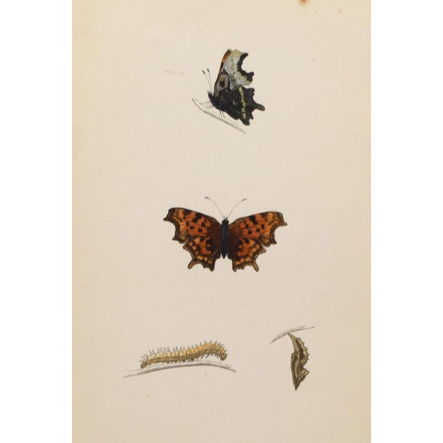 19th Century Antique Morris Butterfly Print Hand Colored Lithograph 1853 For Sale - Image 4 of 4