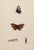 19th Century Antique Morris Butterfly Print Hand Colored Lithograph 1853 For Sale - Image 4 of 4