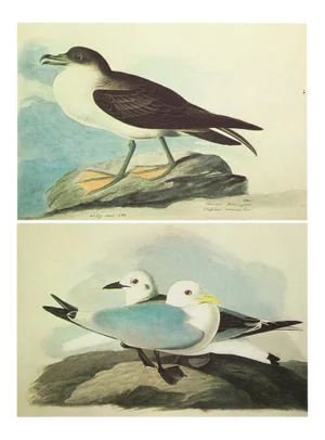 1966 Vintage Cottage Print "Kittiwake Gull & Wandering Shearwater" After John James Audubon