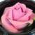 Vintage Japanese Lacquerware Round Trinket Box With Porcelain Rose Accent For Sale - Image 11 of 17