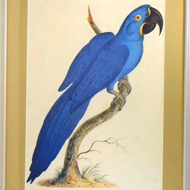 Mid 20th Century Syd Edwards McCaw Parrot Bird Prints, Framed - a Pair For Sale - Image 4 of 9