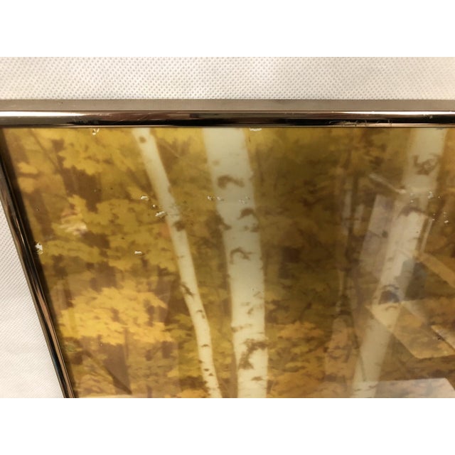 VTG William Plante 30" Nielsen Frame Signed Photograph Birch Tree Forest Scene For Sale - Image 11 of 11