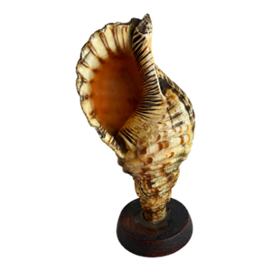 Early 20th Century Decorative Shell Specimen on a Stand