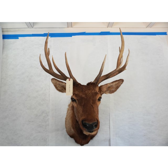 Elk Trophy Head & Shoulder Mount Antlers ~24" h 5 points Rocky Mountain / Roosevelt / Thule Elk Original McKenzie form...