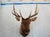 Elk Trophy Head & Shoulder Mount Antlers ~24" h 5 points Rocky Mountain / Roosevelt / Thule Elk Original McKenzie form...