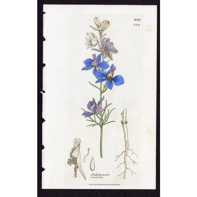 Offered here is an original antique botanical print from the celebrated English Botany series, featuring the distinctive...