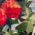 2010s Zinnia Sonata, Original Oil Painting by Julia Lawing For Sale - Image 5 of 7