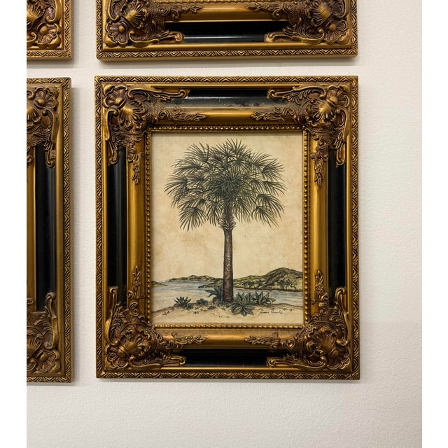 Vintage Coastal Framed Palm Lithographs - Set of 4 For Sale - Image 4 of 5