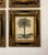 Vintage Coastal Framed Palm Lithographs - Set of 4 For Sale - Image 4 of 5