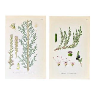 Pair of Antique Botanical Prints | Green Alpine Foliage Studies c.1902 For Sale