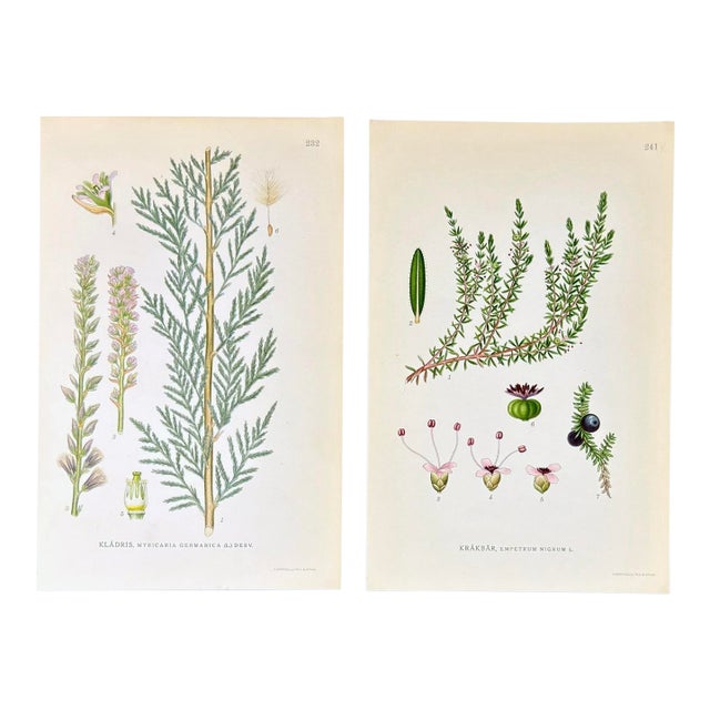 Pair of Antique Botanical Prints | Green Alpine Foliage Studies c.1902 For Sale