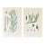 Pair of Antique Botanical Prints | Green Alpine Foliage Studies c.1902 For Sale
