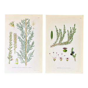 Pair of Antique Botanical Prints | Green Alpine Foliage Studies c.1902
