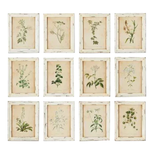 Framed Wild Flower Botanicals - Set of 12