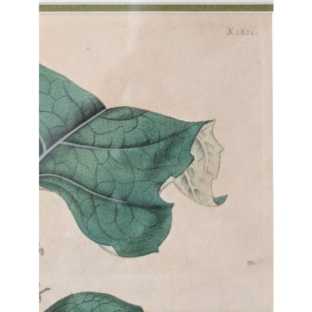 19th C Reproduction Botanical Engraving Framed For Sale - Image 4 of 8