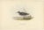 Antique bird print titled 'Purple Sandpiper'. Old bird print depicting the purple sandpiper. This print originates from...
