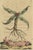 17th Century Arrowhead from Muntings, 1696, Paper For Sale - Image 5 of 5