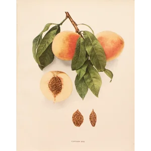 1900s U. P. Hedrick, Original Antique Photogravure of Captain Ede Peaches
